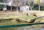 Allen Forest Zoo