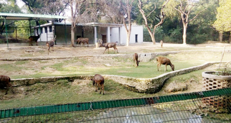 Allen Forest Zoo