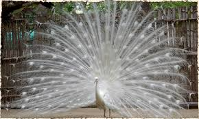 Kanpur Zoological Park