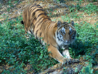 vr2t769o_tiger-prashant_625x300_15_November_24-1